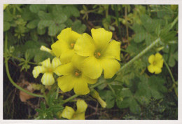 FLOWERS Vintage Ansichtskarte Postkarte CPSMPF #PKG028.A - Flowers