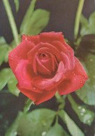 FLOWERS Vintage Postcard CPSM #PAS304.GB - Blumen