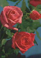 FLOWERS Vintage Postcard CPSM #PAS124.GB - Blumen