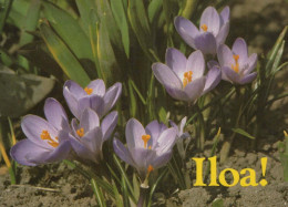 FLOWERS Vintage Postcard CPSM #PAR463.GB - Flores