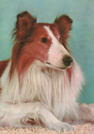 DOG Animals Vintage Postcard CPSM #PAN914.GB - Dogs