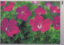 FLOWERS Vintage Postcard CPSM #PAR523.GB - Flores