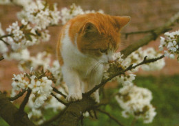 CAT KITTY Animals Vintage Postcard CPSM #PAM517.GB - Katten