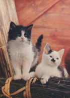 CAT KITTY Animals Vintage Postcard CPSM #PAM579.GB - Katten