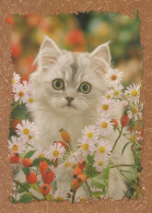CAT KITTY Animals Vintage Postcard CPSM #PAM082.GB - Katten