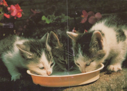CAT KITTY Animals Vintage Postcard CPSM #PAM391.GB - Katten