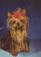 CANE Animale Vintage Cartolina CPSM #PAN785.IT - Dogs