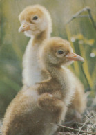 UCCELLO Animale Vintage Cartolina CPSM #PAN270.IT - Vögel