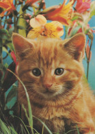 GATTO KITTY Animale Vintage Cartolina CPSM #PAM521.IT - Katten