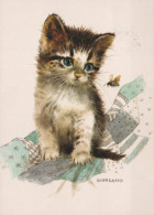 GATTO KITTY Animale Vintage Cartolina CPSM #PAM583.IT - Katten