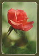 FLOWERS Vintage Postcard CPSM #PBZ471.GB - Fleurs