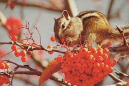 SQUIRREL Animals Vintage Postcard CPSM #PBS687.GB - Autres & Non Classés