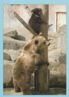 BEAR Animals Vintage Postcard CPSM #PBS188.GB - Bären