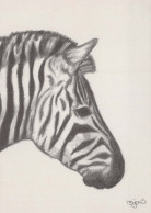 ZEBRA Animals Vintage Postcard CPSM #PBR916.GB - Zebra's