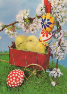 EASTER CHICKEN EGG Vintage Postcard CPSM #PBO759.GB - Easter