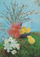 EASTER CHICKEN EGG Vintage Postcard CPSM #PBO825.GB - Easter