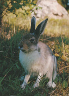 EASTER RABBIT Vintage Postcard CPSM #PBO447.GB - Easter