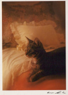 KATZE MIEZEKATZE Tier Vintage Ansichtskarte Postkarte CPSM #PAM582.DE - Katzen