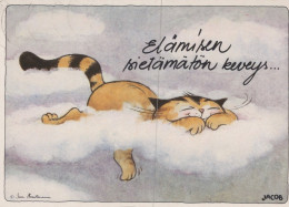 KATZE MIEZEKATZE Tier Vintage Ansichtskarte Postkarte CPSM #PAM208.DE - Katzen