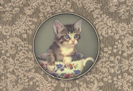 GATTO KITTY Animale Vintage Cartolina CPSM #PBQ749.IT - Cats