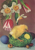 PASQUA POLLO UOVO Vintage Cartolina CPSM #PBP019.IT - Easter