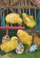 PASQUA POLLO UOVO Vintage Cartolina CPSM #PBO829.IT - Easter