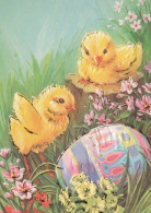 PASQUA POLLO UOVO Vintage Cartolina CPSM #PBO702.IT - Easter