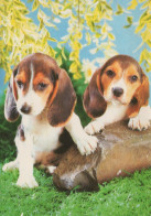PERRO Animales Vintage Tarjeta Postal CPSM #PAN583.ES - Dogs