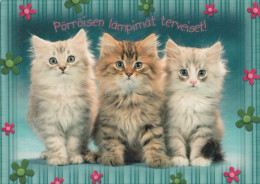GATO GATITO Animales Vintage Tarjeta Postal CPSM #PAM518.ES - Cats