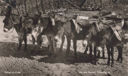 ESEL Tiere Vintage Antik Alt CPA Ansichtskarte Postkarte #PAA357.DE - Donkeys