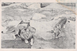 LION Vintage Ansichtskarte Postkarte CPSMPF #PKG947.DE - Leones