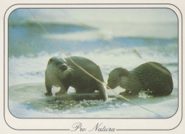 OTTER Tier Vintage Ansichtskarte Postkarte CPSM #PBS902.DE - Other & Unclassified