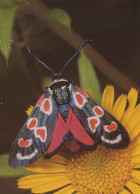 SCHMETTERLINGE Tier Vintage Ansichtskarte Postkarte CPSM #PBS442.DE - Vlinders