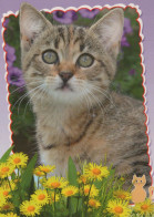 KATZE MIEZEKATZE Tier Vintage Ansichtskarte Postkarte CPSM #PBQ748.DE - Katten