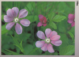 FLEURS Vintage Carte Postale CPSM #PAR525.FR - Fleurs