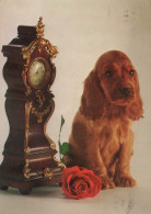 CHIEN Animaux Vintage Carte Postale CPSM #PAN849.FR - Dogs