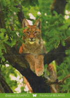 LYNX GROS CHAT Animaux Vintage Carte Postale CPSM #PAM019.FR - Andere & Zonder Classificatie