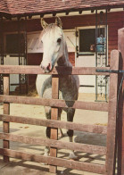 CABALLO Animales Vintage Tarjeta Postal CPSM #PBR917.ES - Pferde