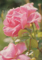 FLEURS Vintage Carte Postale CPSM #PBZ233.FR - Flowers