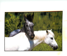 Format Spécial - 165 X 110 Mms - Animaux - Chevaux - Les Amis - Frais Spécifique En Raison Du Format - CPM - Voir Scans  - Horses