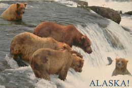 Animaux - Ours - Ours Brun - Alaska - Peche Au Saumon - Bear - CPM - Voir Scans Recto-Verso - Beren