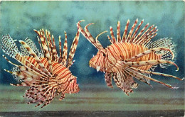 Animaux - Poissons - Musée Océanographique De Monaco - 11 - Pterois Volitans ( Rascasse Exotique ) - Carte Neuve - CPM - - Fish & Shellfish