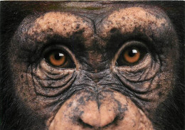 Animaux - Singes - Chimpanzé - Collection Pets'Cart - Carte Neuve - CPM - Voir Scans Recto-Verso - Apen