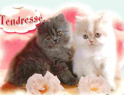 Animaux - Chats - Chatons - CPM - Voir Scans Recto-Verso - Chats