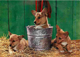 Animaux - Chiens - CPM - Voir Scans Recto-Verso - Dogs