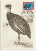 Maximum Card Congo 1963 Bird - Guttera - Guinea Fowl - Other & Unclassified