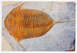 Postal Stationery China 2006 Fossil - Trilobite - Prehistoria