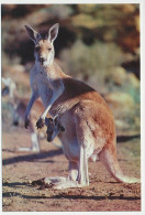 Postal Stationery Australia Kangaroo - Otros & Sin Clasificación