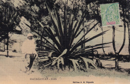 MADAGASCAR(TYPE) ALOES(CARTE TOILEE) ARBRE - Madagaskar