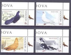 2012. Moldova, Birds, Pigeons Of Moldova, 4v, Mint/** - Moldavië